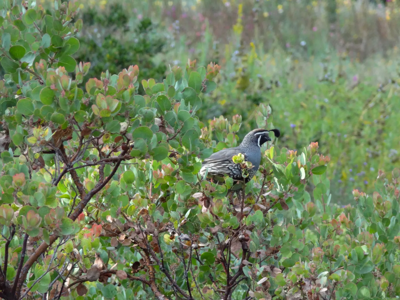 California quail, lower Meadow, Ground Cover Display
