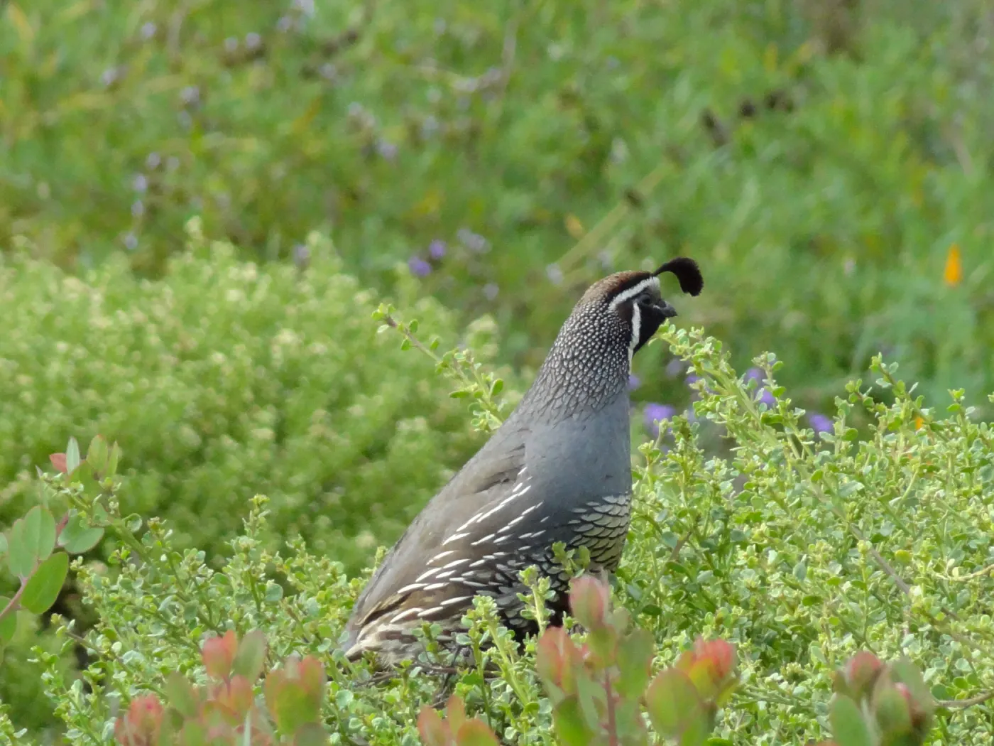 California quail, lower Meadow, Ground Cover Display