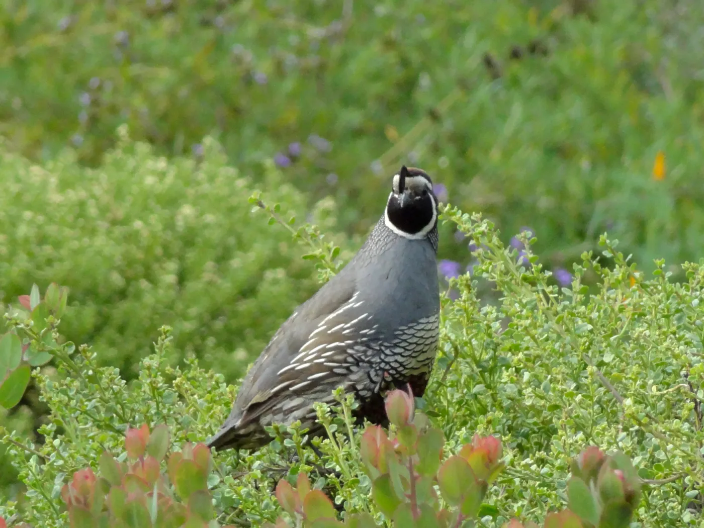 California quail, lower Meadow, Ground Cover Display