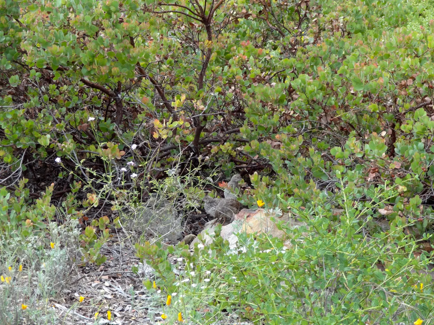 California quail, manzanita, Arctostaphylos, lower Meadow, Ground Cover Display