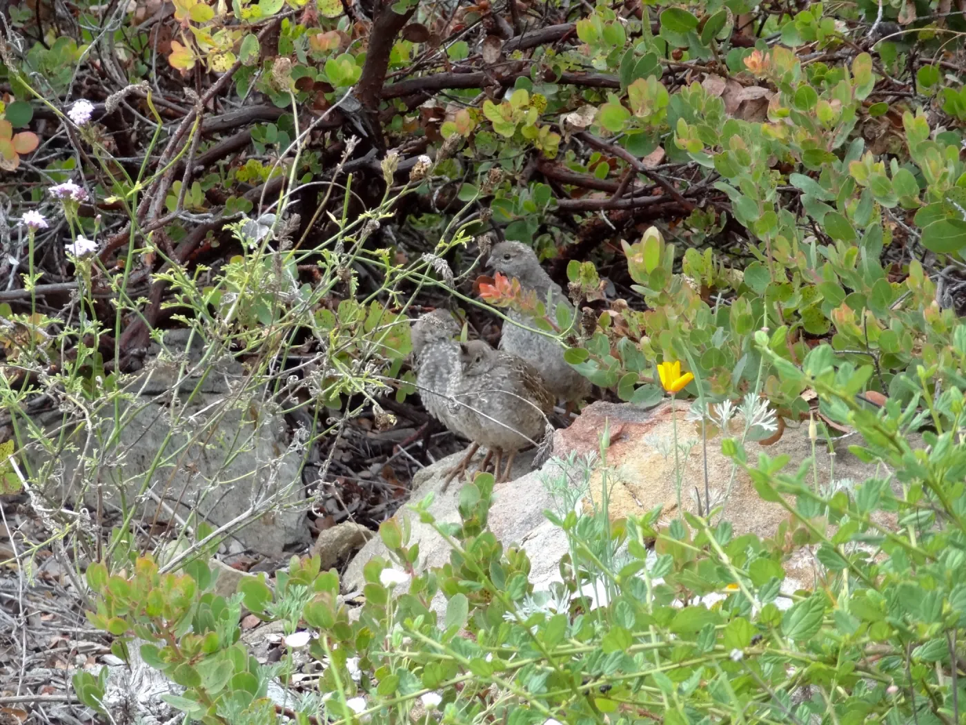 California quail, manzanita, Arctostaphylos, lower Meadow, Ground Cover Display
