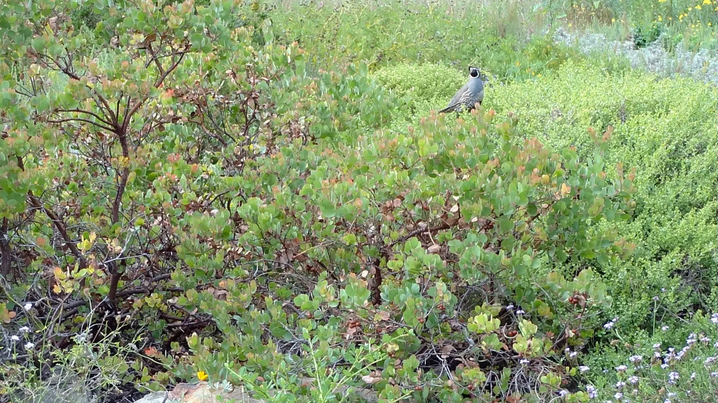 California quail, manzanita, Arctostaphylos, lower Meadow, Ground Cover Display