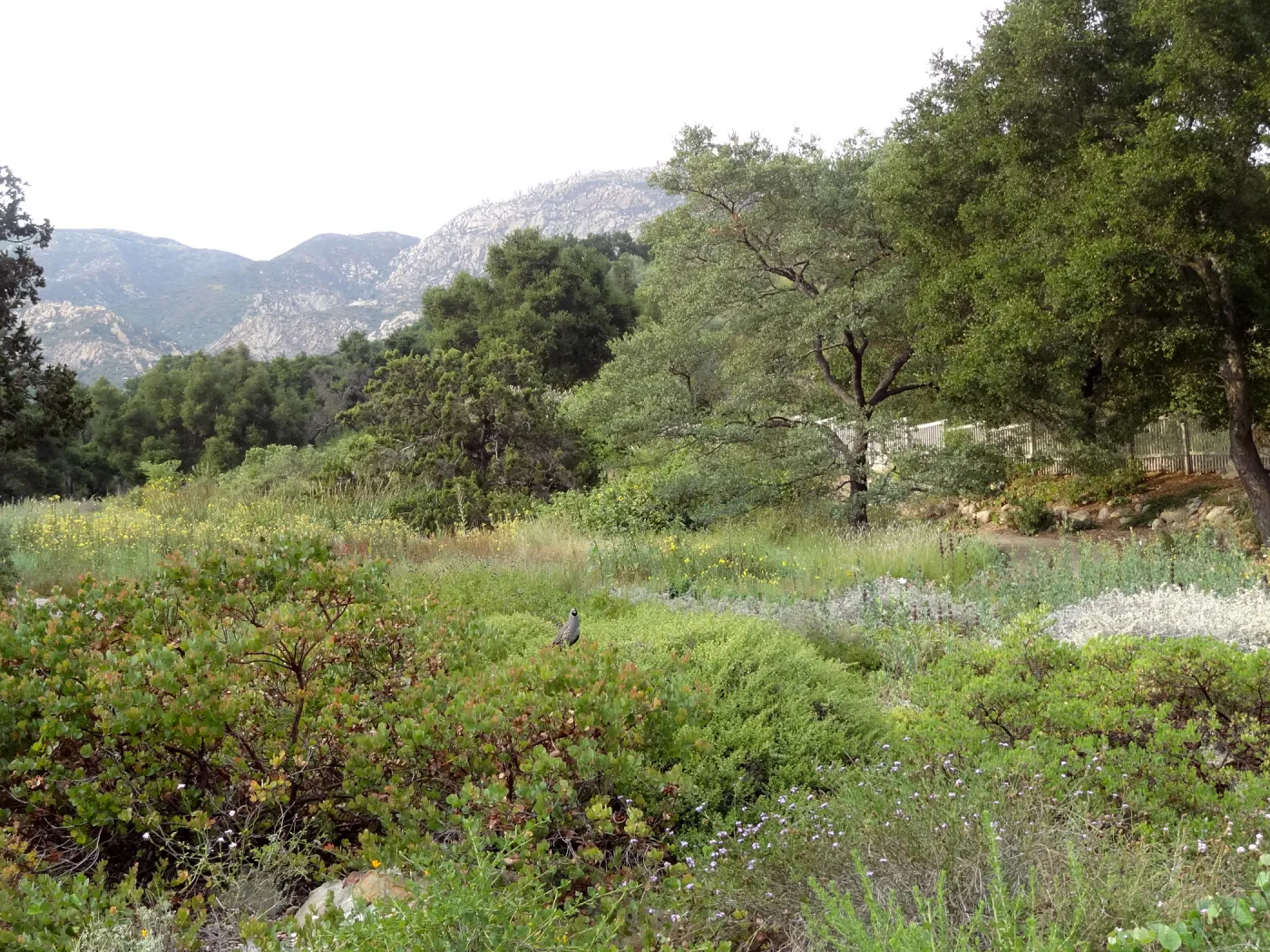 California quail, lower Meadow, Ground Cover Display, view to mountains