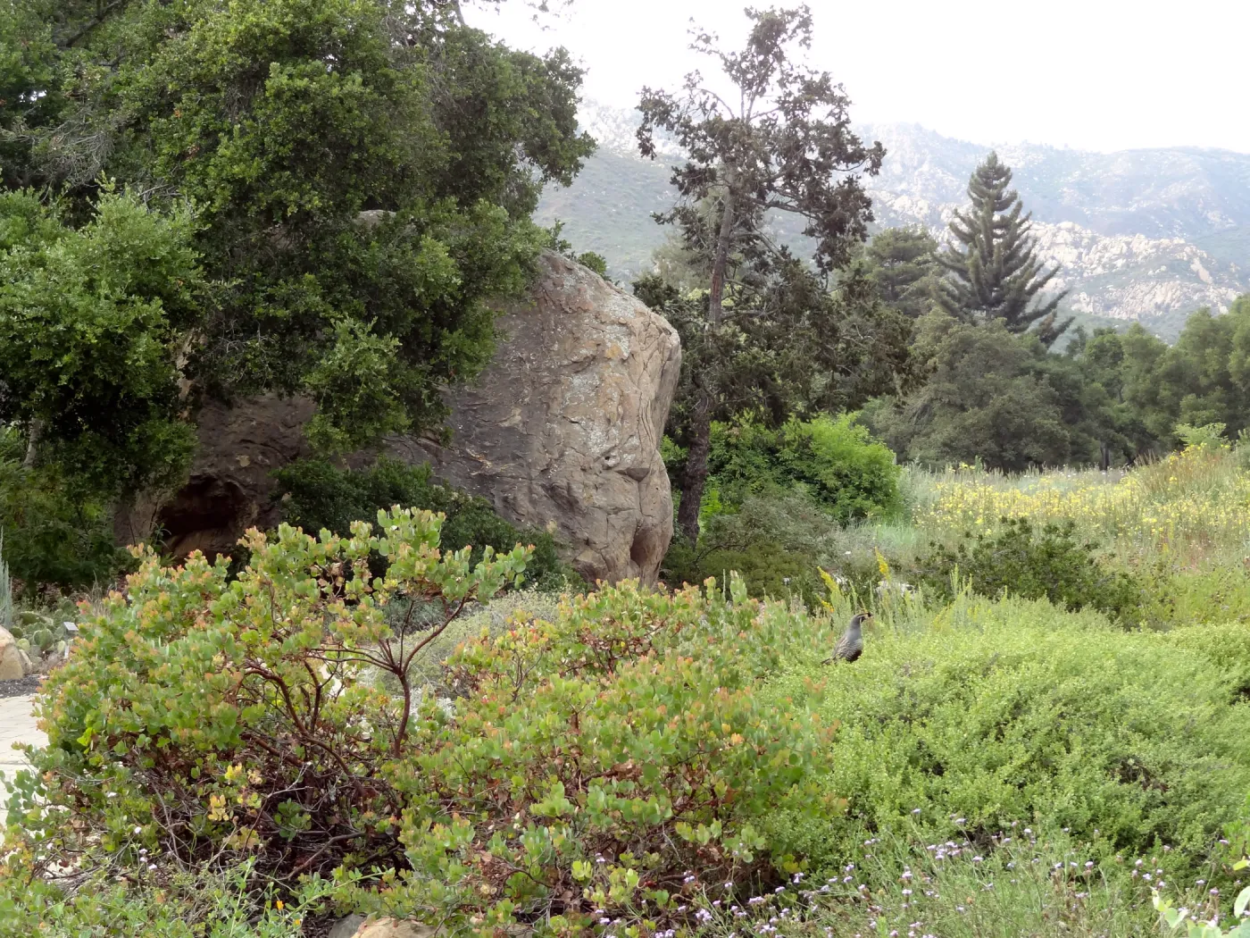 California quail, lower Meadow, Ground Cover Display, Blaksley Boulder