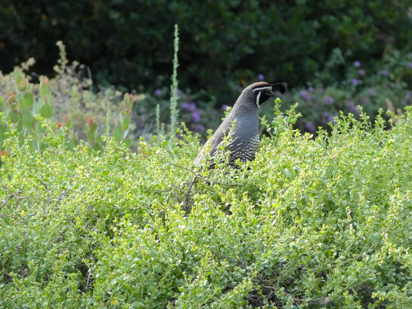 California quail, lower Meadow, Ground Cover Display
