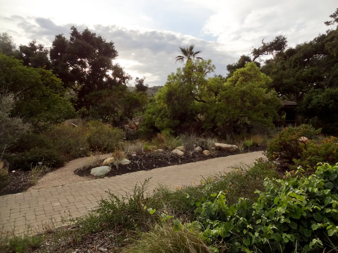 view of Desert Section from lower Meadow, monsoon clouds, late afternoon