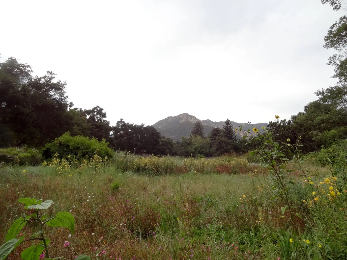 SBBG Meadow, view to mountains