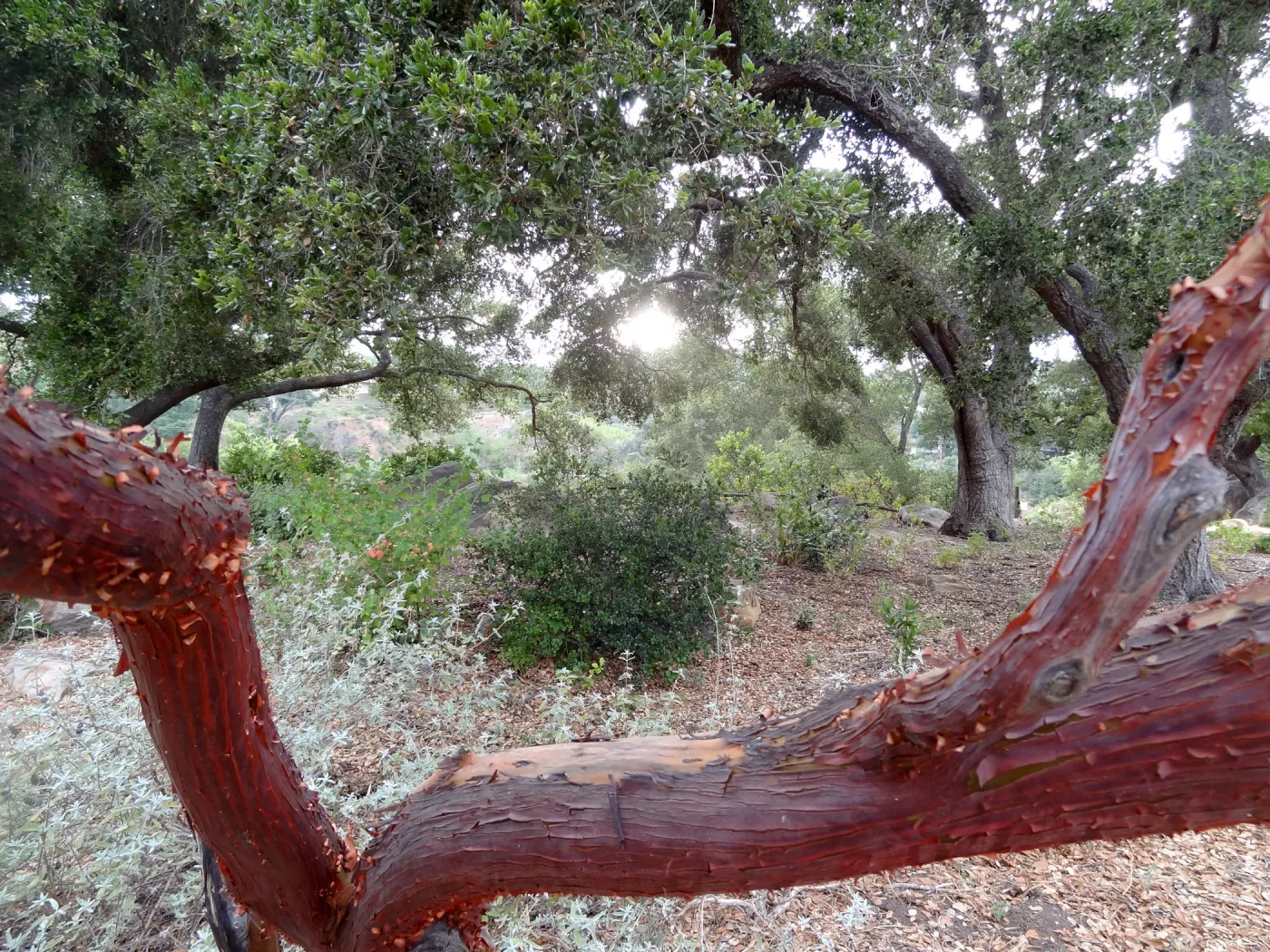 Arctostaphylos, manzanita branch, SBBG Meadow Oaks