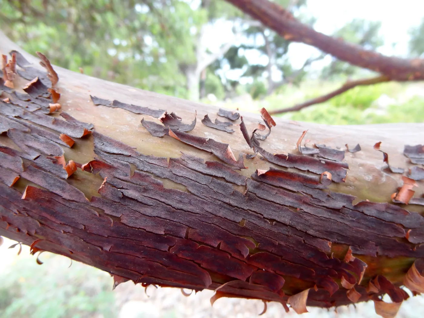 Arctostaphylos, manzanita branch, SBBG Meadow Oaks