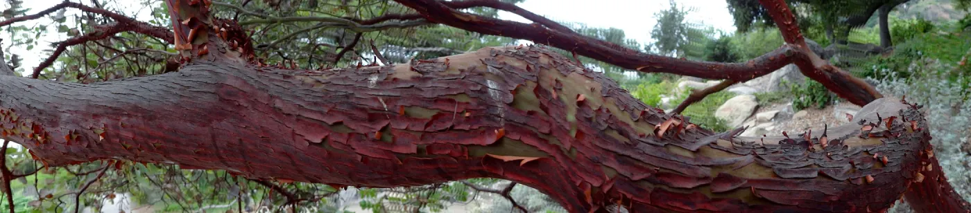 Arctostaphylos, manzanita branch, SBBG Meadow Oaks, panorama