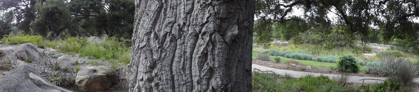 oak trunk, Meadow Oaks, panorama