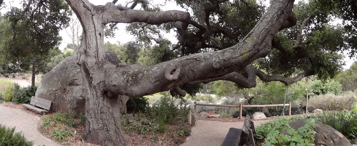 Blaksley Boulder, branching Coast live oak, Quercus agrifolia, Meadow Oaks, wood bench, panorama
