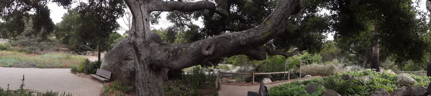 branching Coast live oak, Quercus agrifolia, at Blaksley Boulder, Meadow Oaks, wood bench, panorama