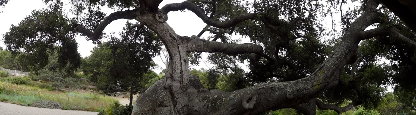branching Coast live oak, Quercus agrifolia, at Blaksley Boulder, Meadow Oaks, wood bench, panorama
