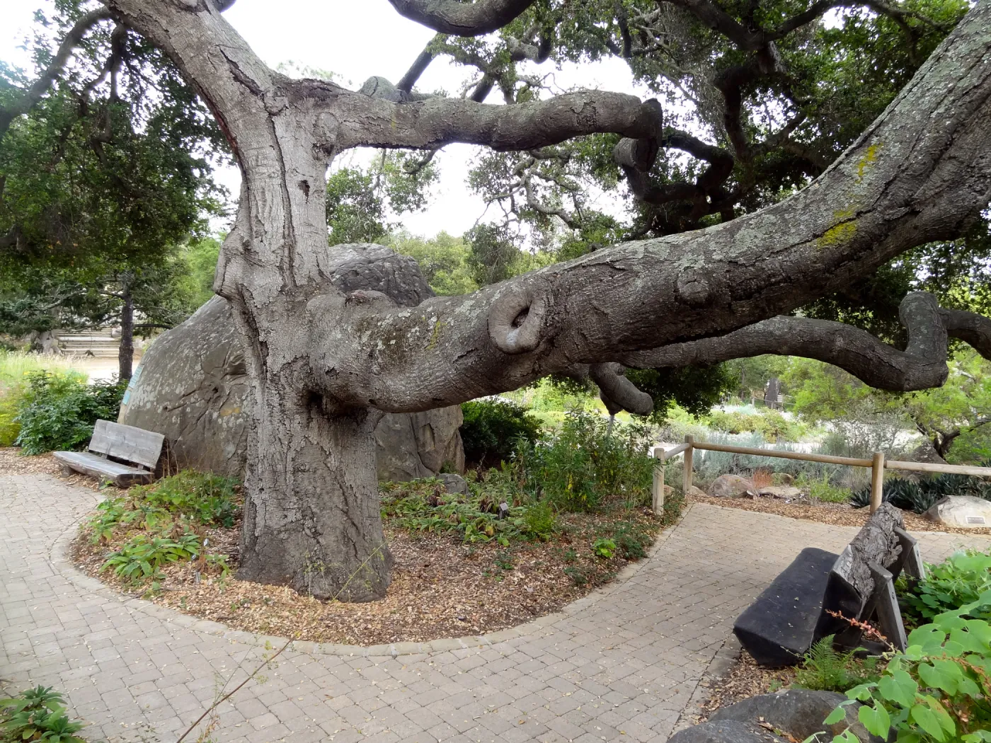 branching Coast live oak, Quercus agrifolia, Meadow Oaks, wood bench, pavered path, Blaksley Boulder