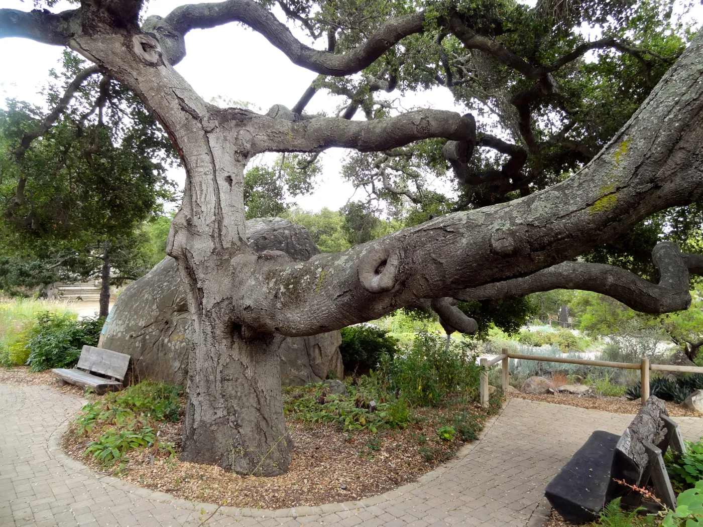 branching Coast live oak, Quercus agrifolia, Meadow Oaks, wood bench, pavered path, Blaksley Boulder