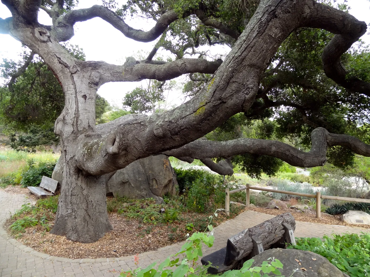 branching Coast live oak, Quercus agrifolia, Meadow Oaks, wood bench, pavered path, Blaksley Boulder