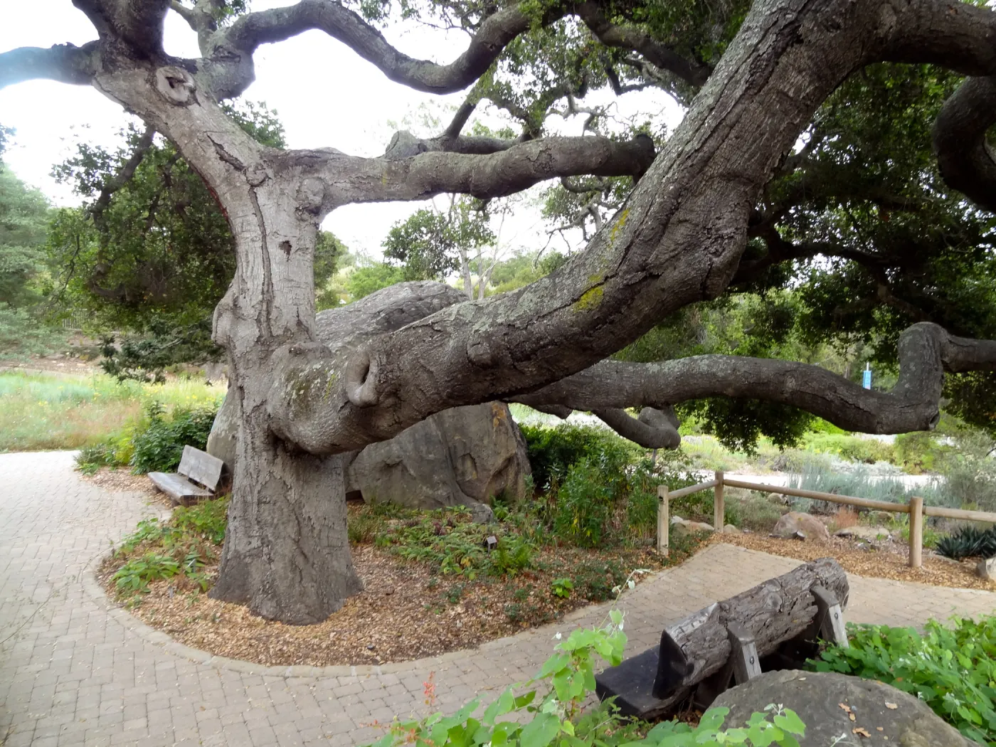 branching Coast live oak, Quercus agrifolia, Meadow Oaks, wood bench, pavered path, Blaksley Boulder