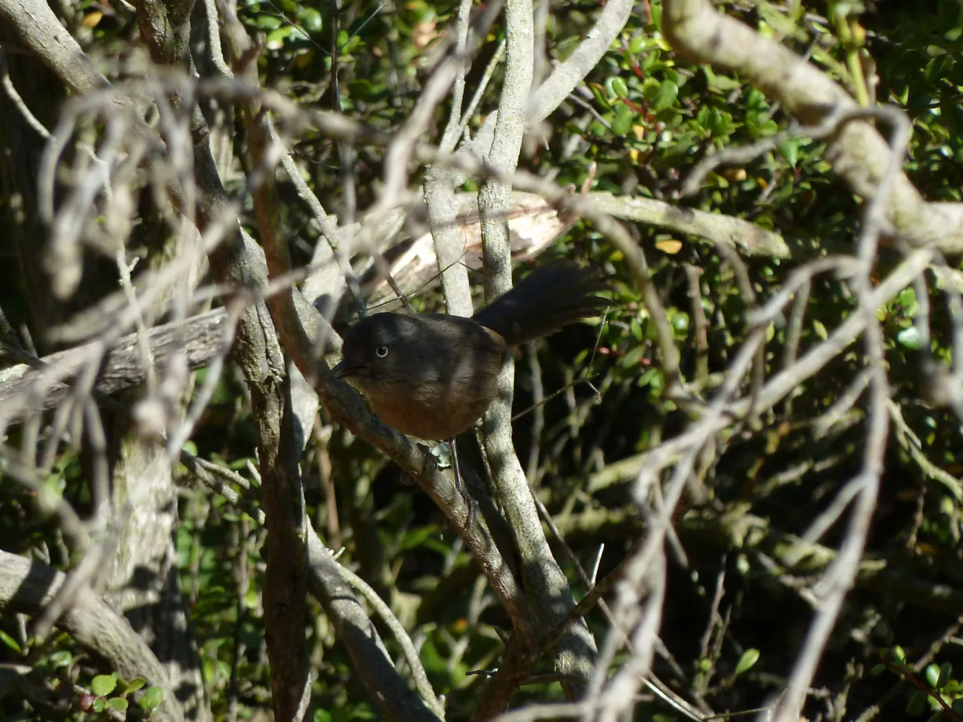wren tit, Tuckers Grove