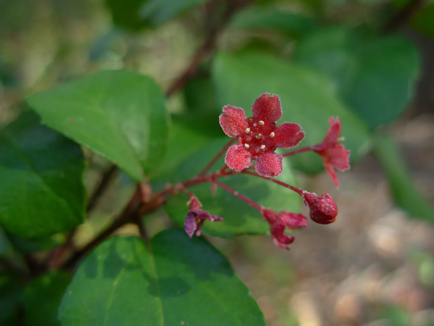 Ribes viburnifolium