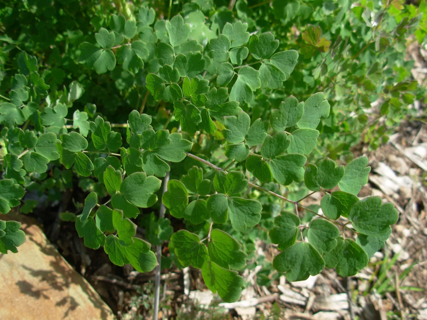 Thalictrum fendleri var. polycarpum