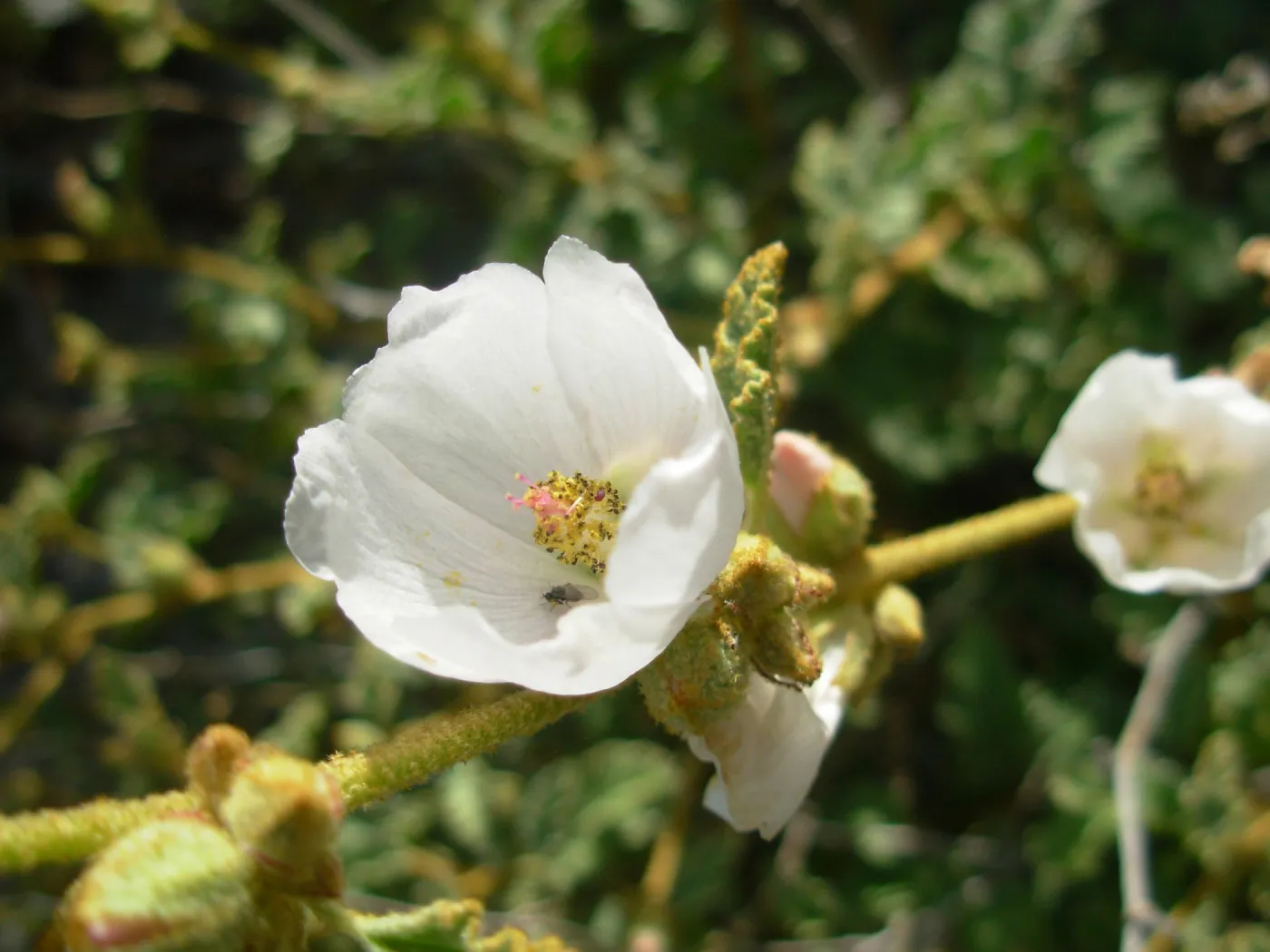 Sphaeralcea fulva