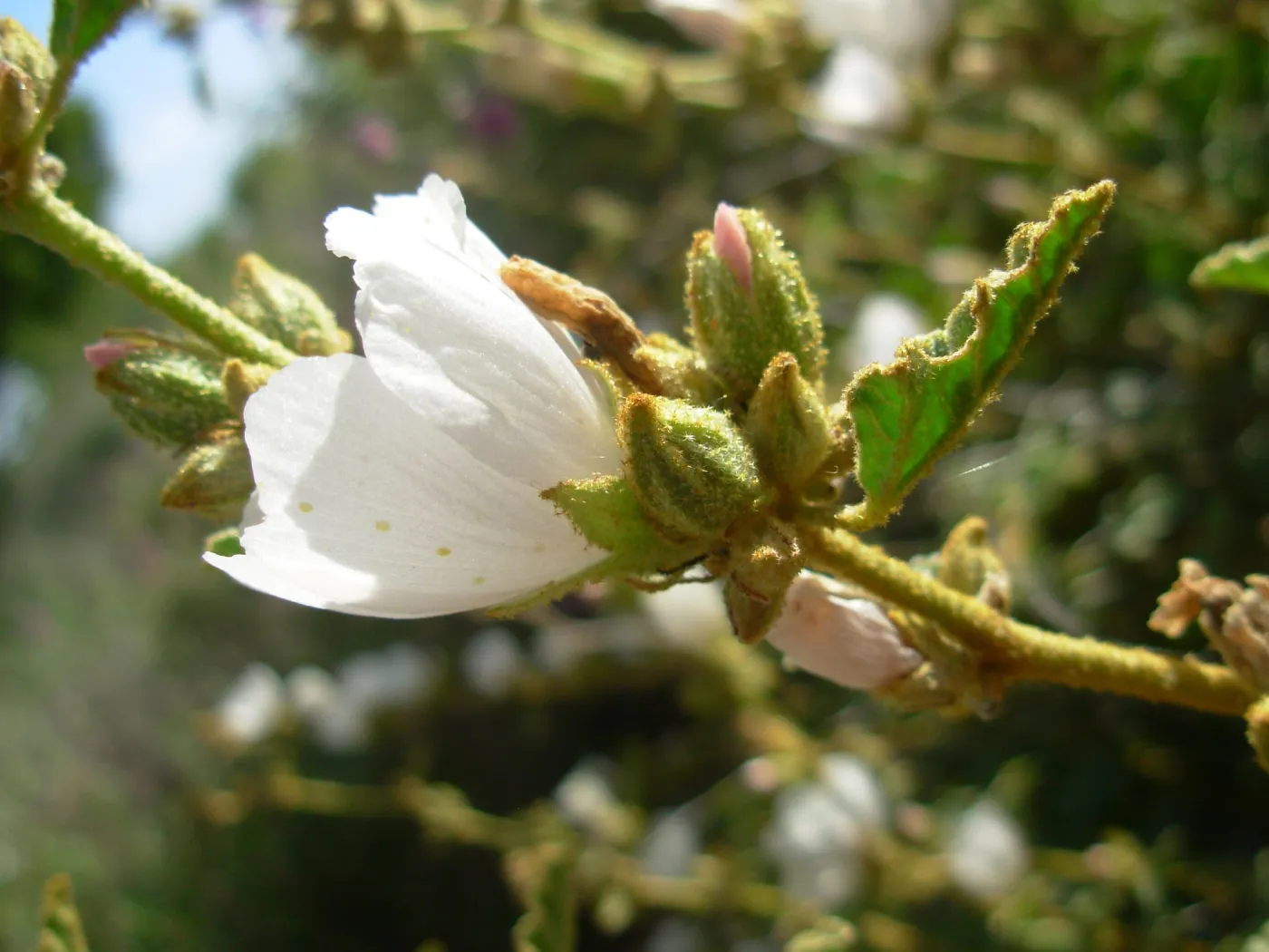 Sphaeralcea fulva