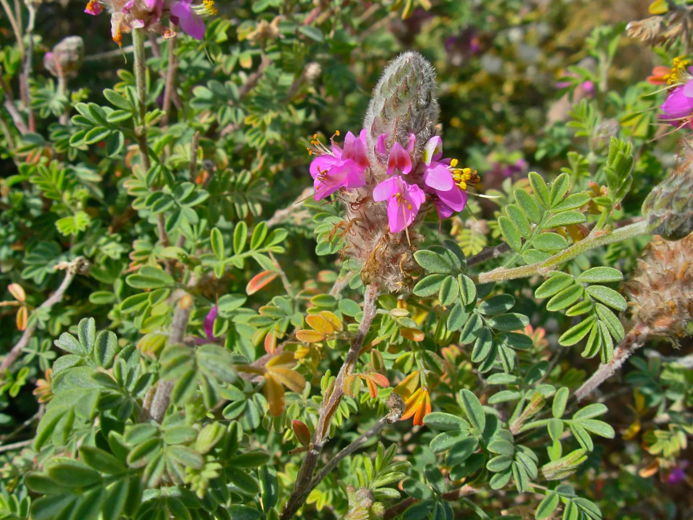 Marina orcuttii var. orcuttii