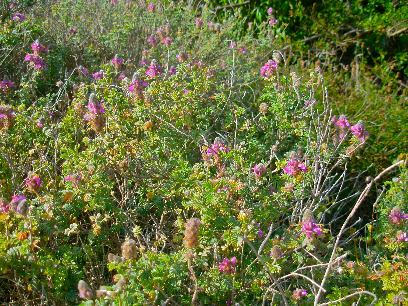 Marina orcuttii var. orcuttii
