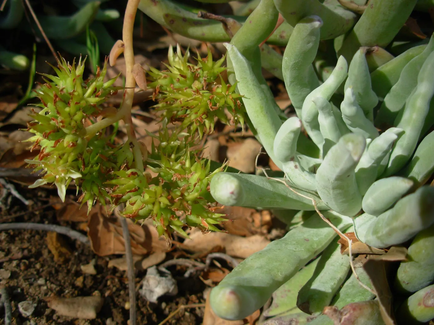 Dudleya edulis