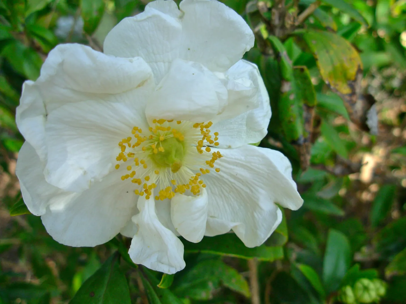Carpenteria californica