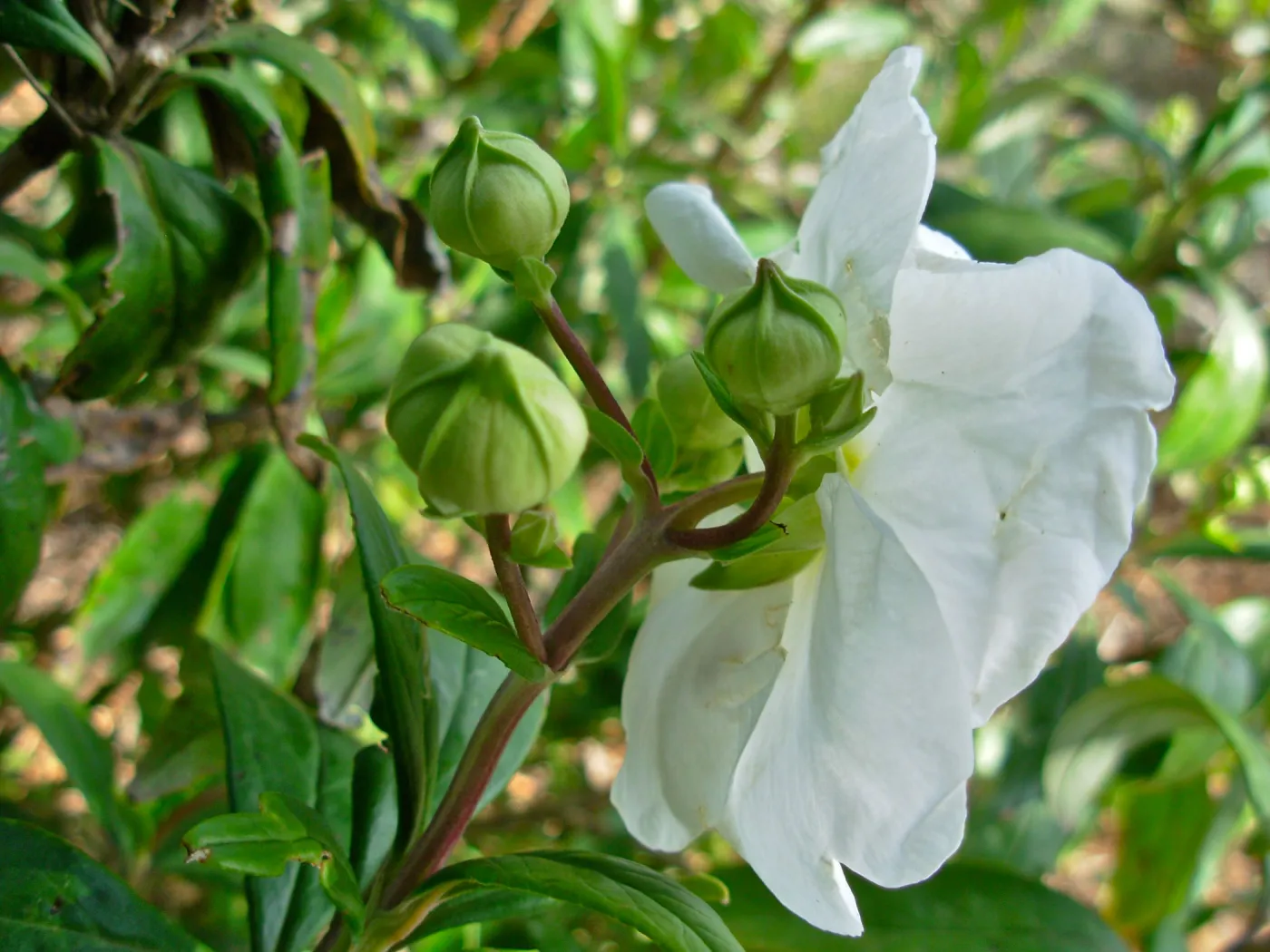 Carpenteria californica
