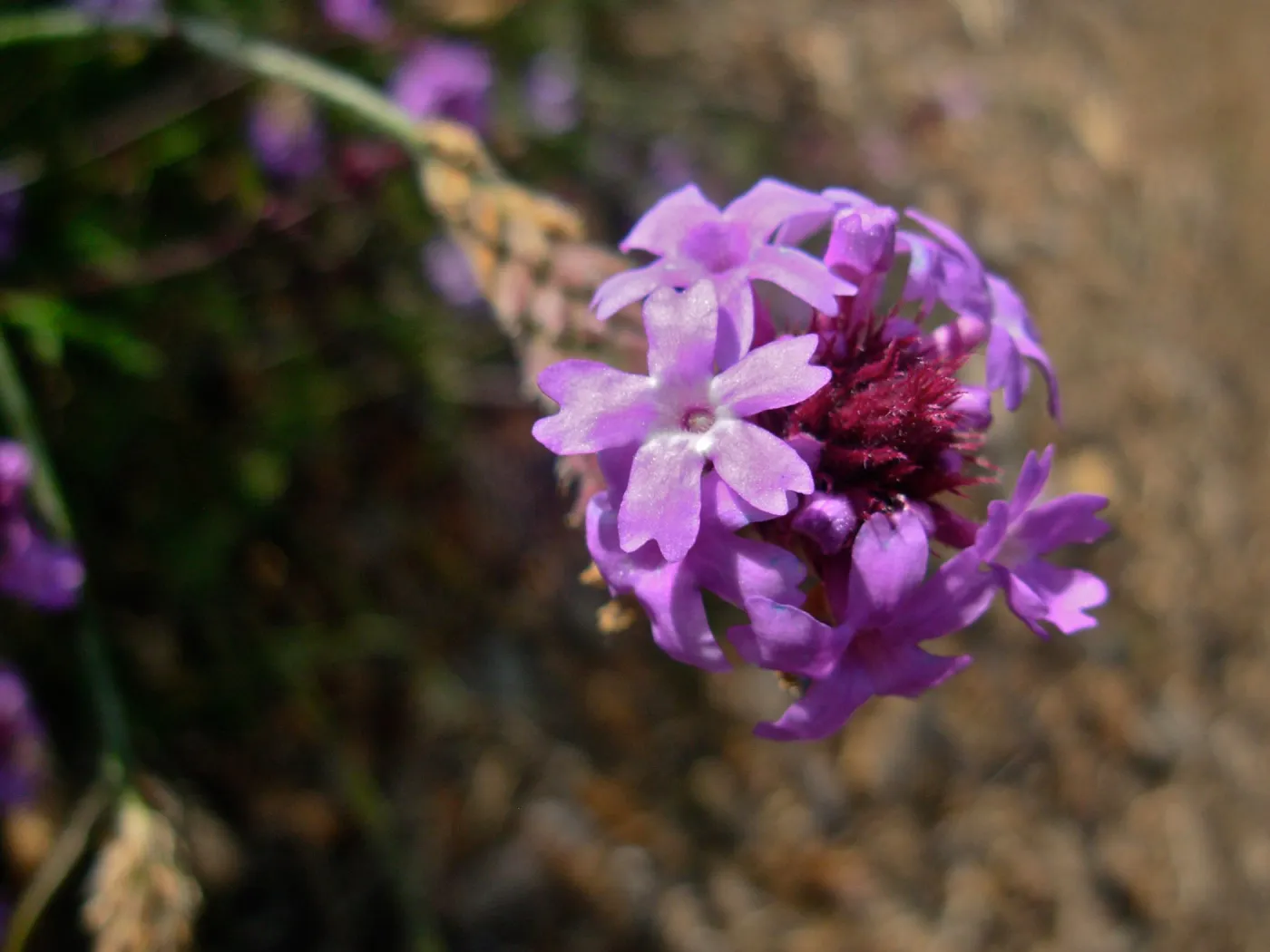 Verbena lilacina