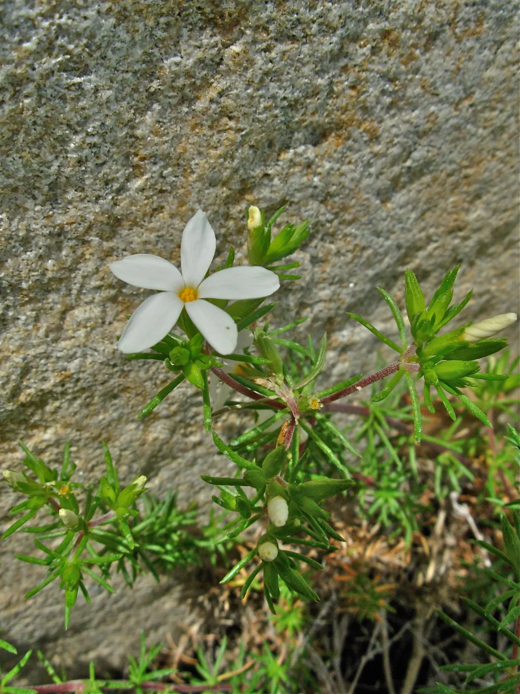 Linanthus floribundus