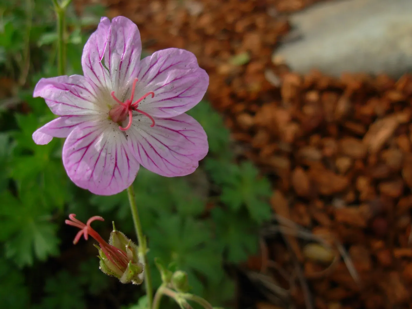 Geranium californicum