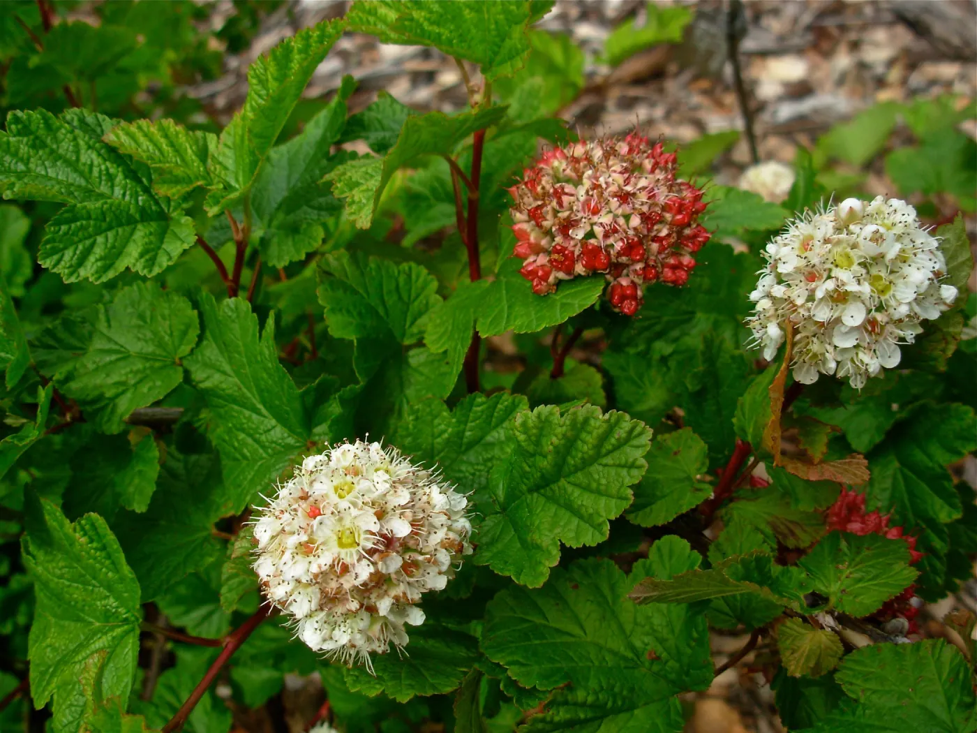 Physocarpus capitatus