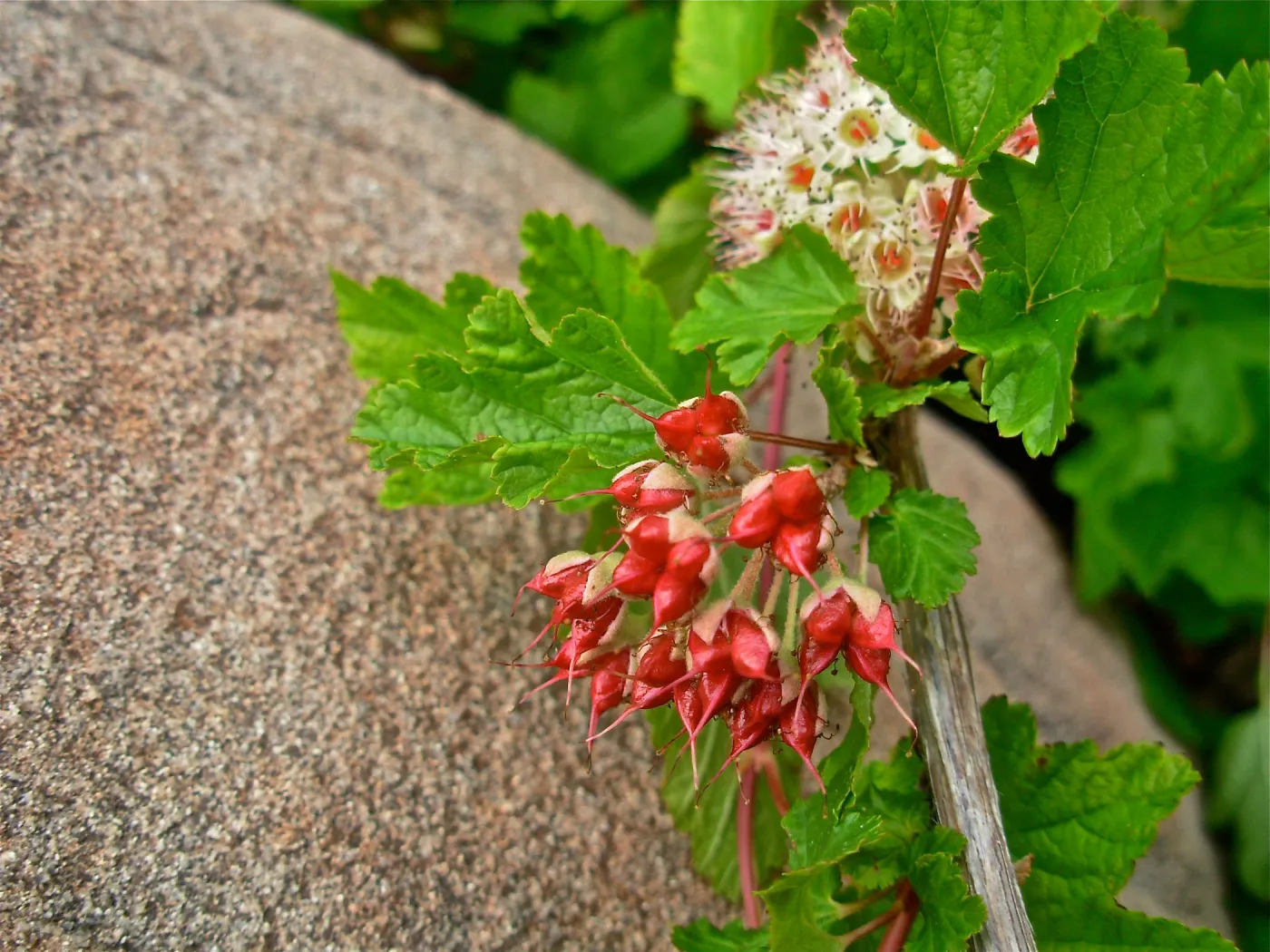 Physocarpus capitatus, Boulder
