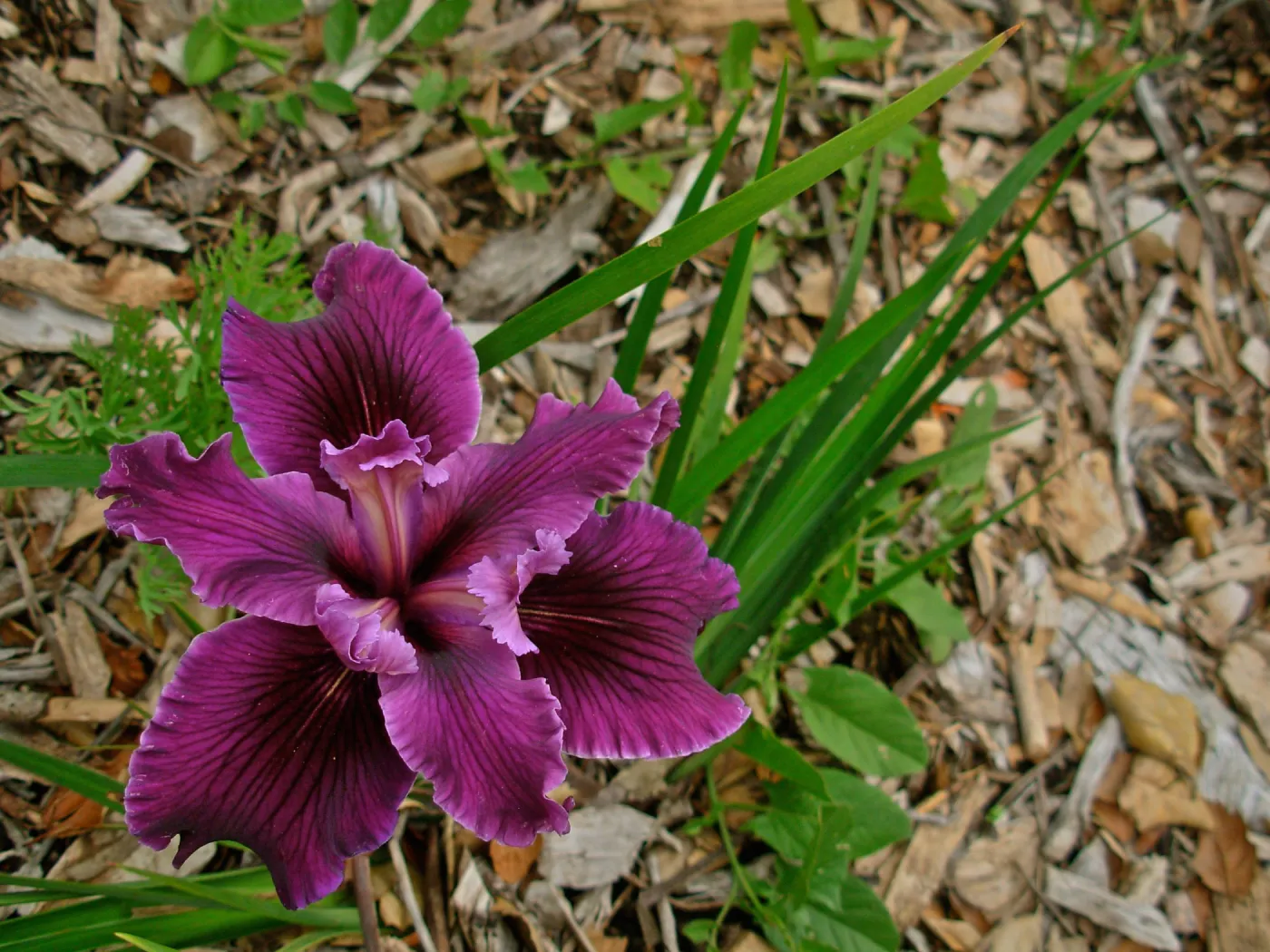 Iris 'Canyon Velvet', SBBG cultivar