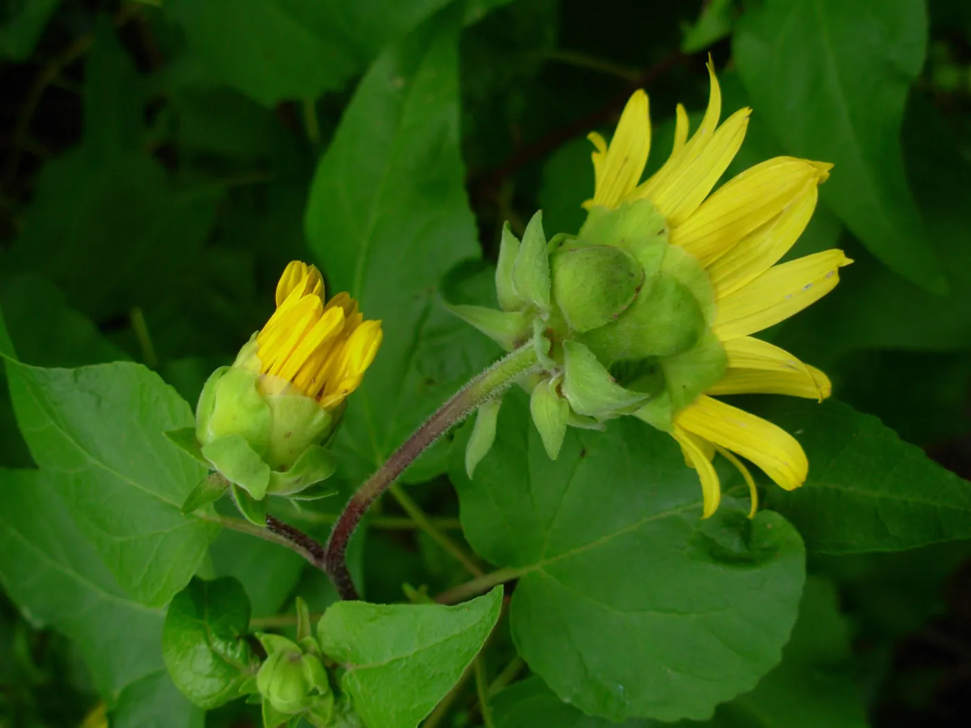Venegasia carpesioides