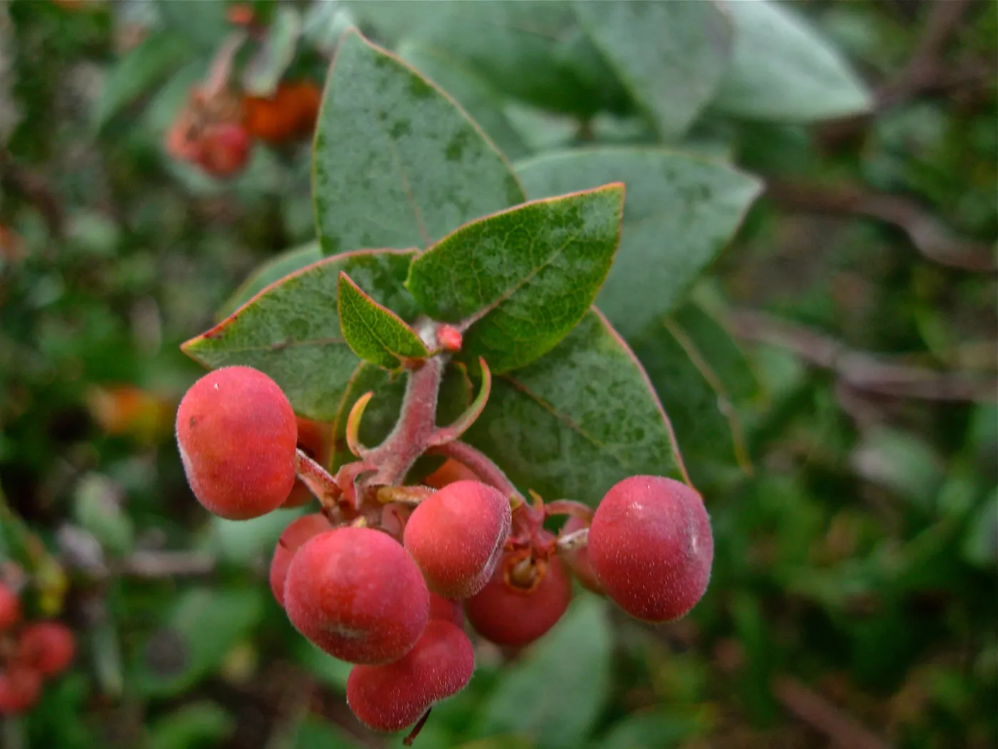 Arctostaphylos pajaroensis 'Warren Roberts'