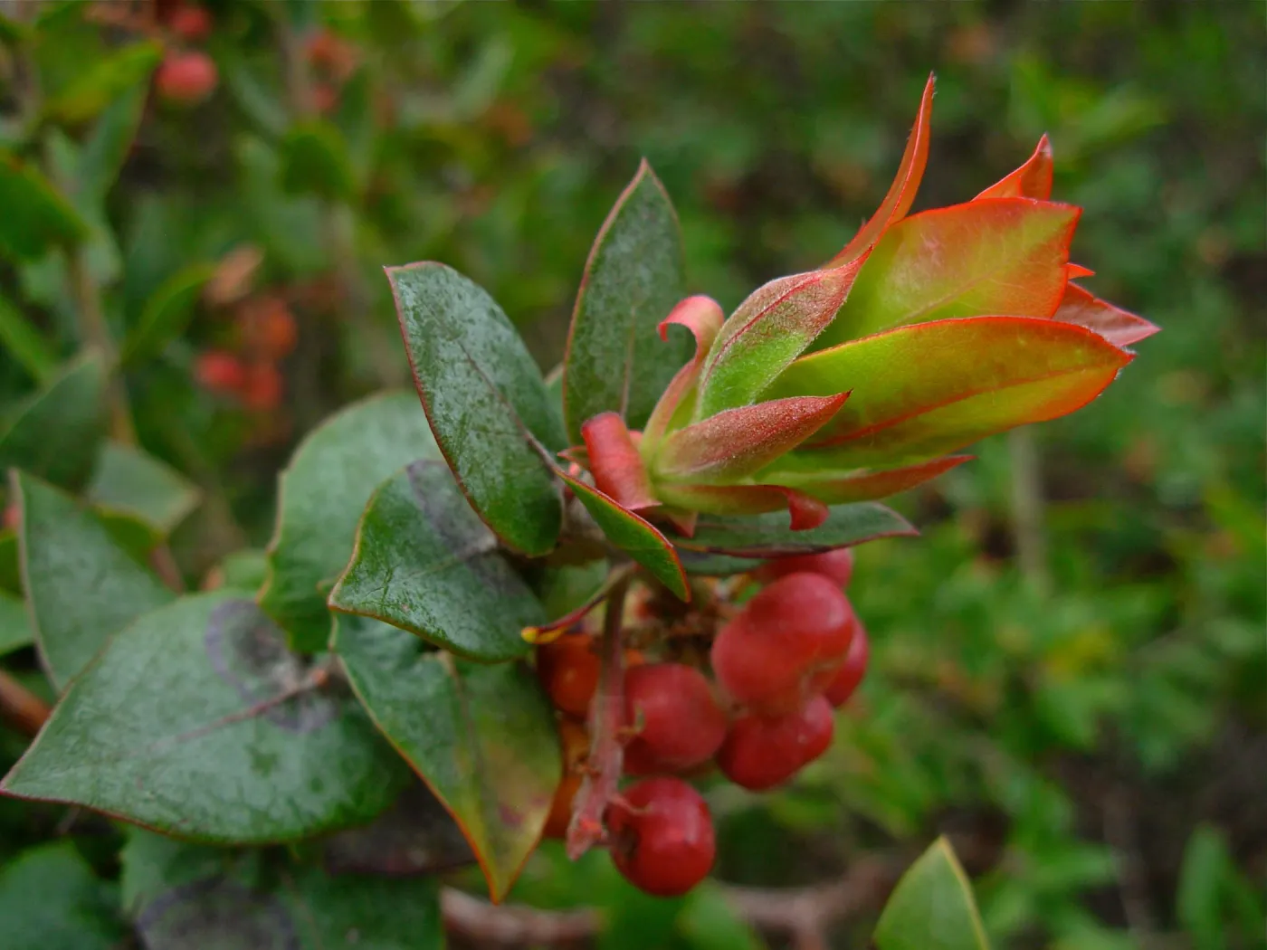 Arctostaphylos pajaroensis cv. Warren Roberts