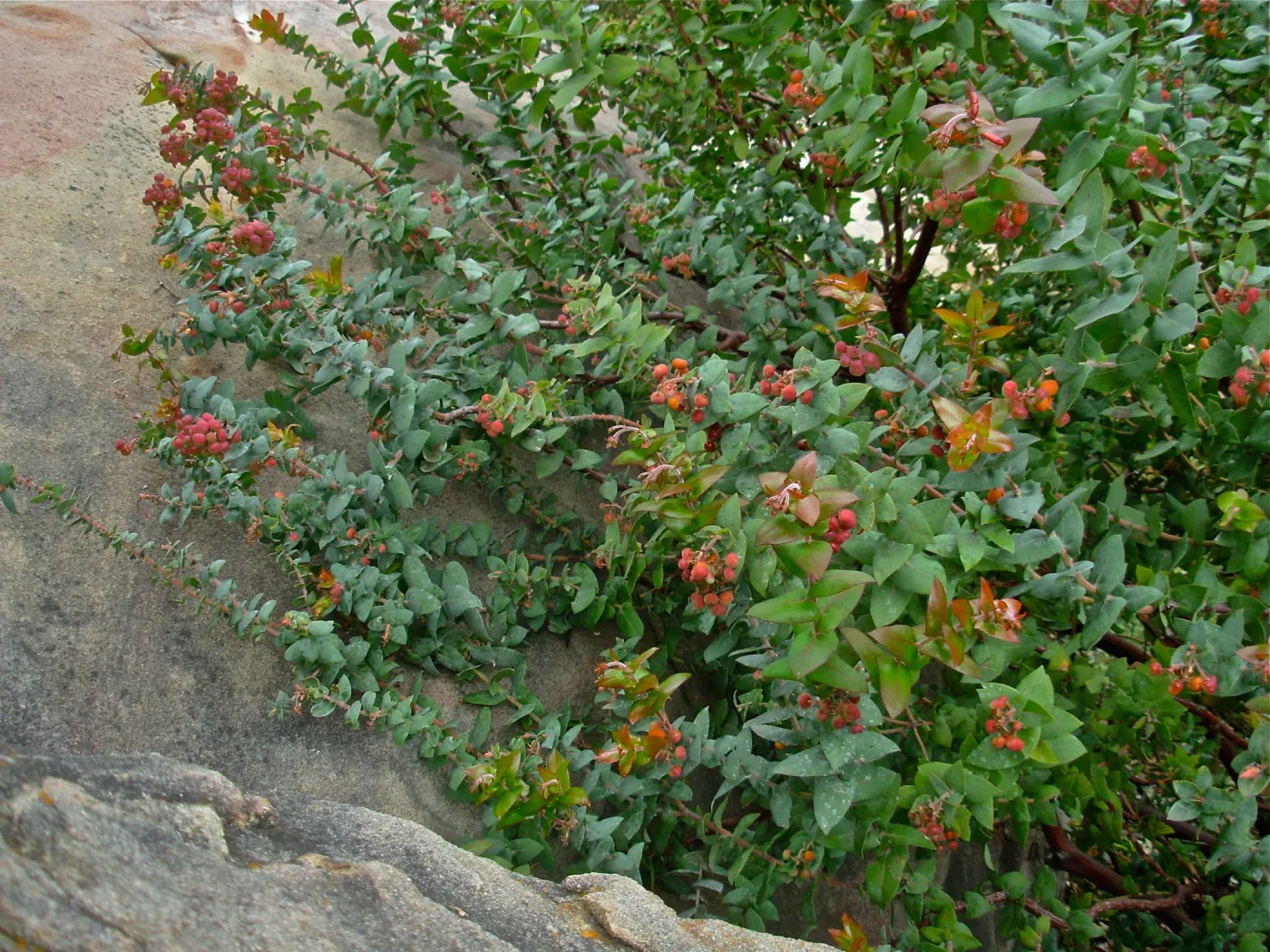 Arctostaphylos pajaroensis cv. Warren Roberts