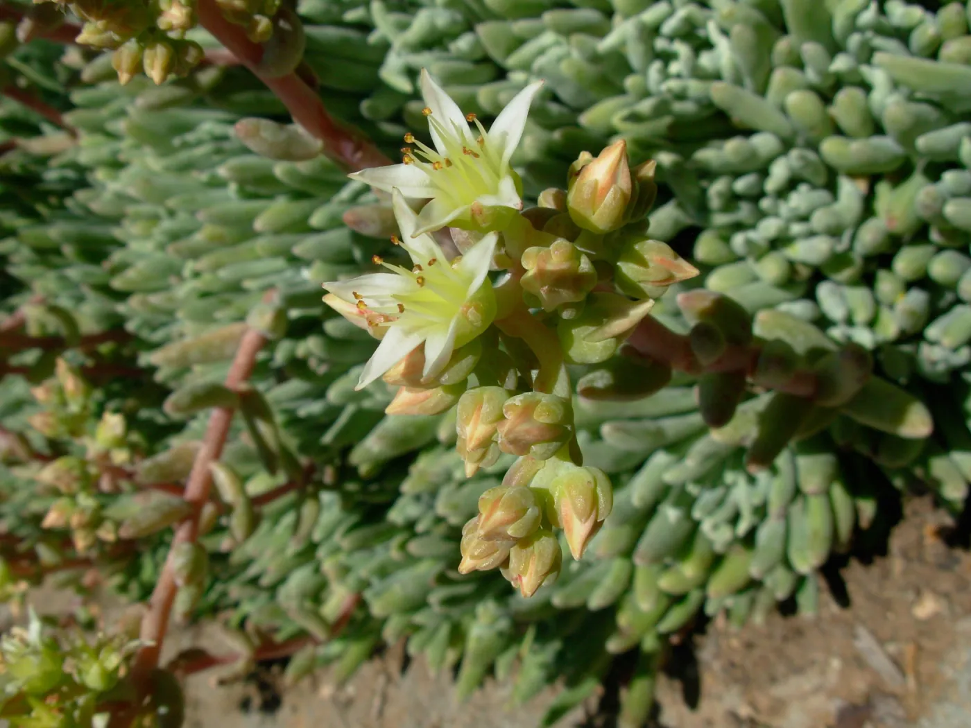 Dudleya virins ssp. hassel, Channel Islands