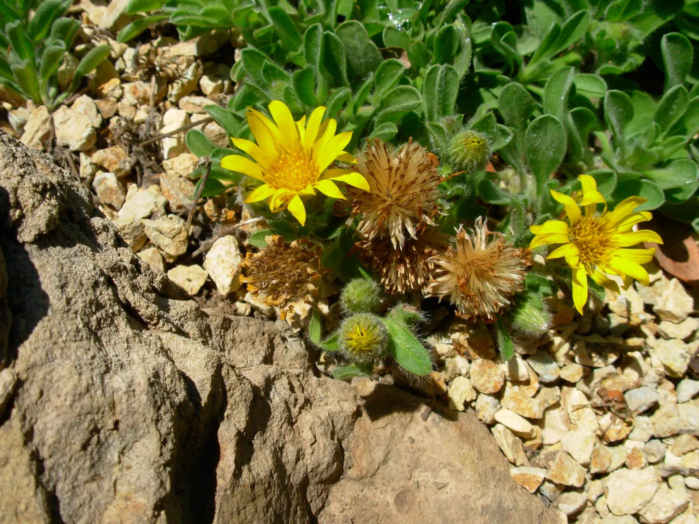 Heterotheca sessiliflora 'San Bruno Mountain'