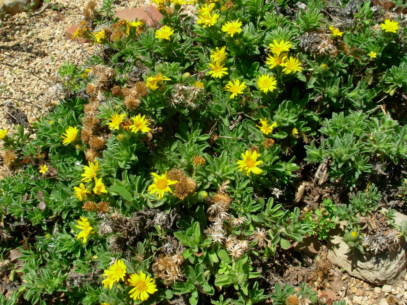 Heterotheca sessiliflora 'San Bruno Mountain'