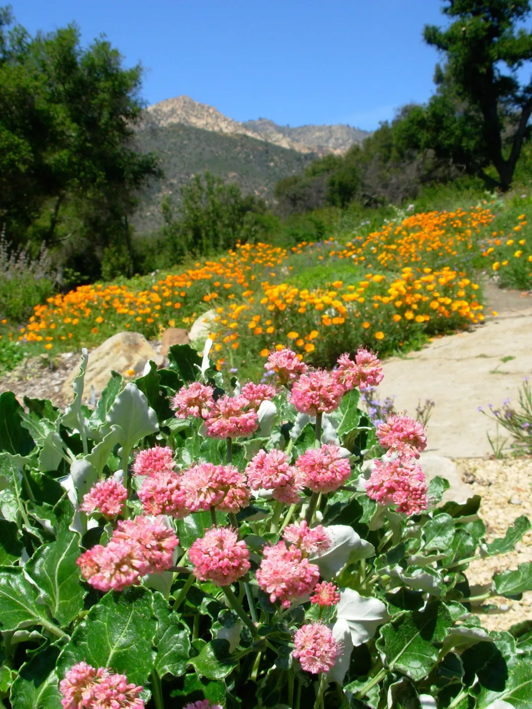 Meadow View, East towards La Cumbre Peak
