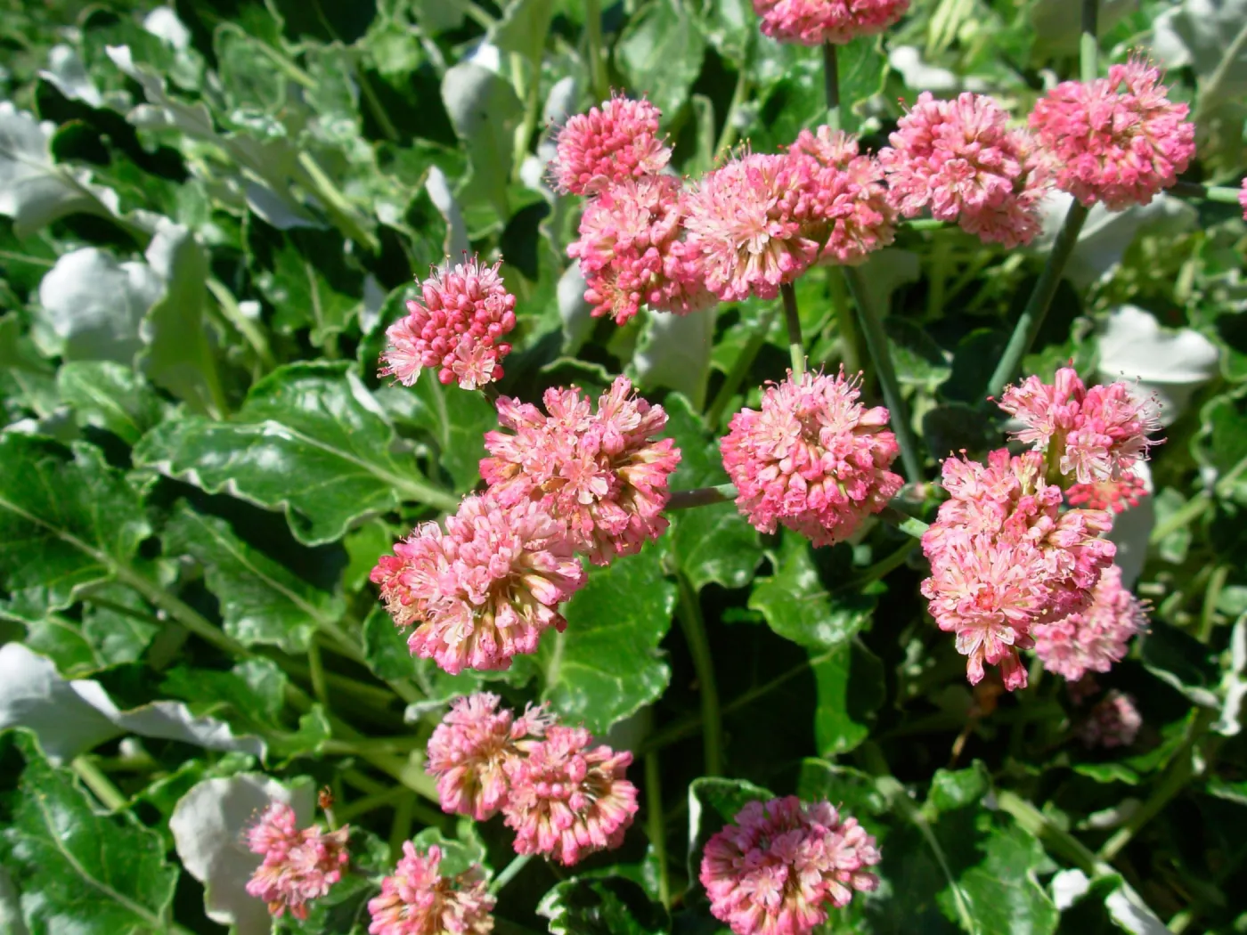 Eriogonum (wild buckwheat) sp.