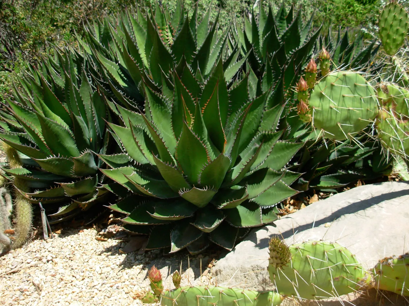 Agave shawii