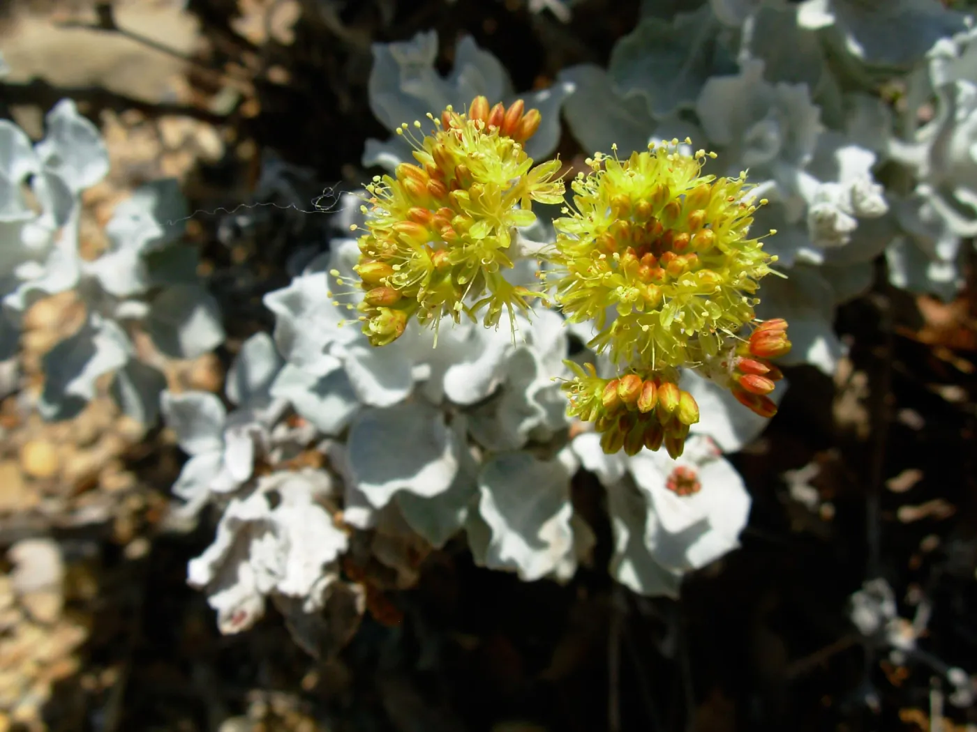 Eriogonum (wild buckwheat) sp.
