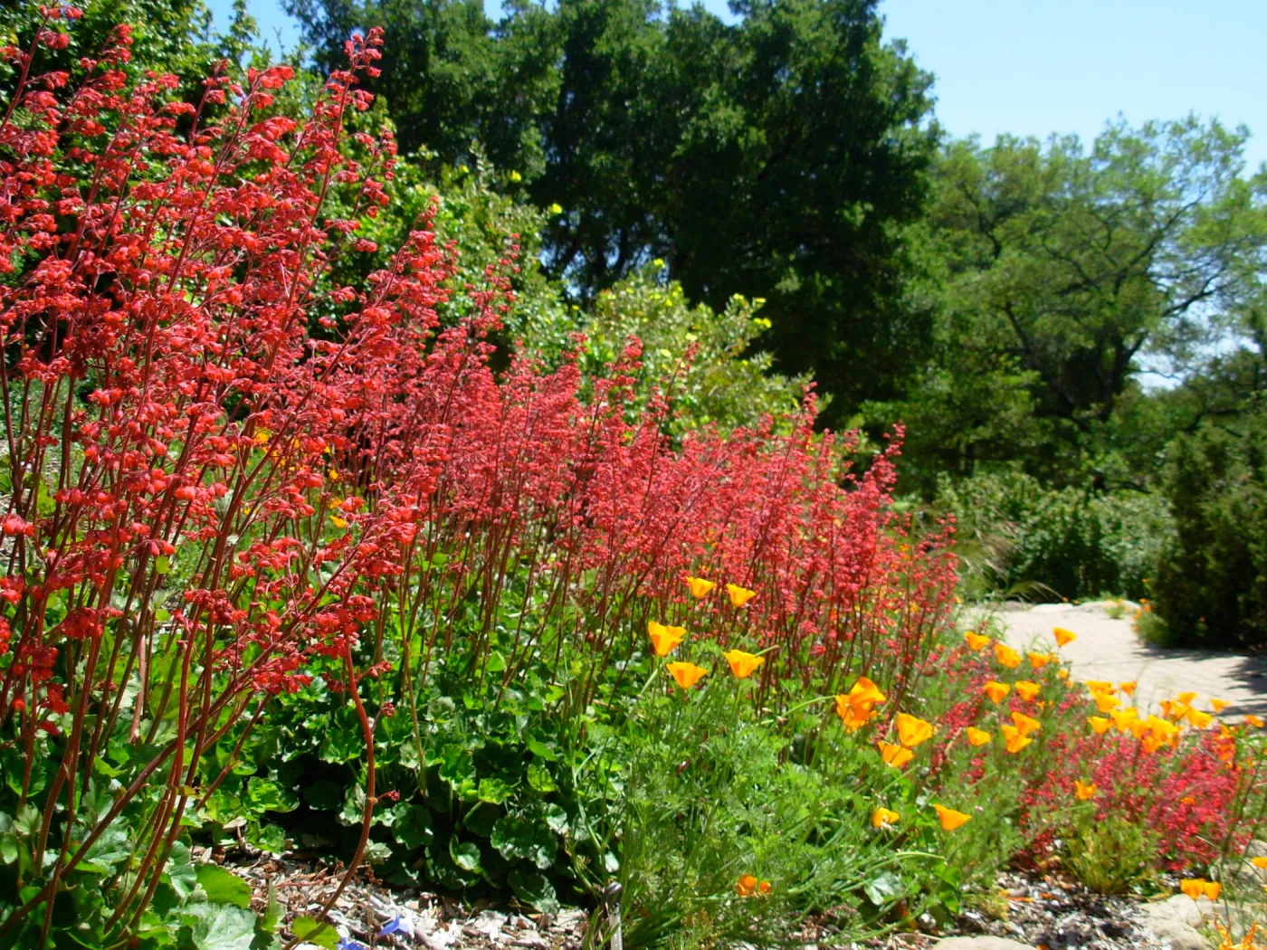 Heuchera, East side Meadow border